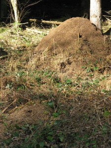 Wood Ant Nest at the Blean