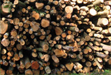 Pile of logs