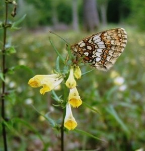 Heath Fritillary on Common Cow wheat