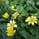 Lesser Celandine