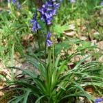 Native Bluebell by Diane Comley