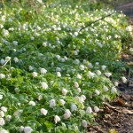 Wood Anemone - Kentish Stour Countryside Partnership