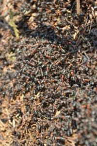 Wood Ant nest by Diane Comley