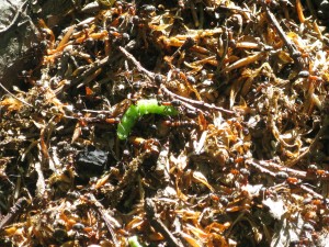 Wood ants attacking caterpillar - Kentish Stour Countryside Partnership