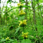Yellow Archangel - Kentish Stour Countryside Partnership